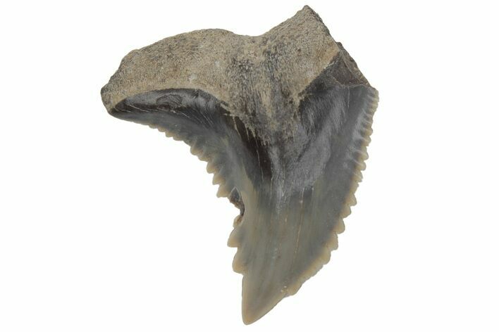 Bargain, Snaggletooth Shark (Hemipristis) Tooth - South Carolina #211677